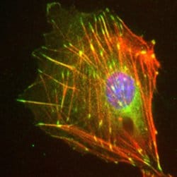 IRF-1 Rabbit anti-Human, Rat, Polyclonal, MilliporeSigma:Antibodies:Primary